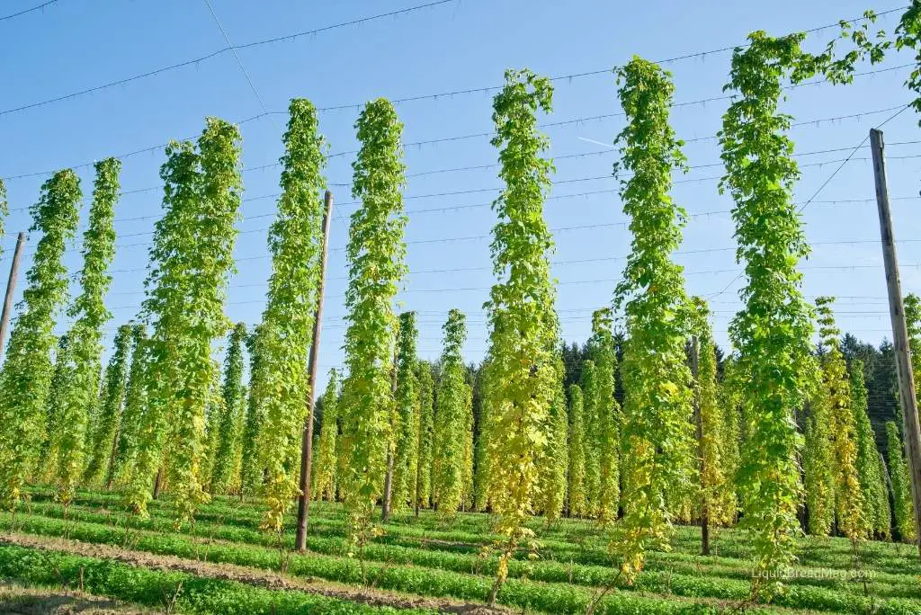 Hop vines growing in field.