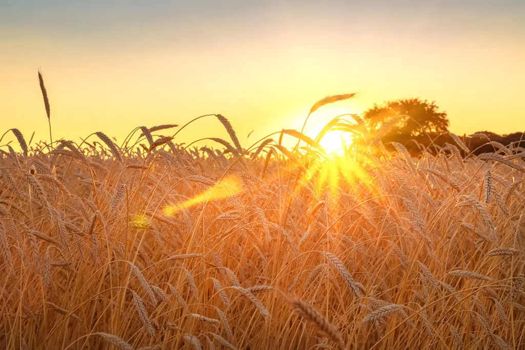 The Best Time to Harvest Barley (Explained)