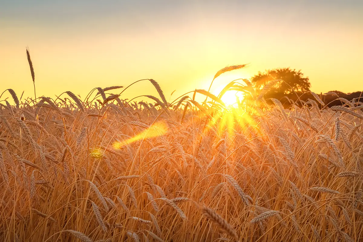 The Best Time To Harvest Barley (Explained) Liquid Bread Mag